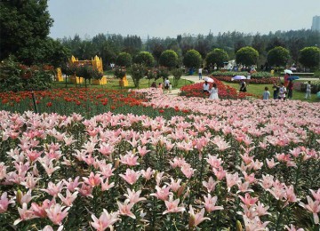 重庆南川区马鞭草花海种植680亩