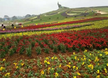 重慶簒江橫山千畝花海