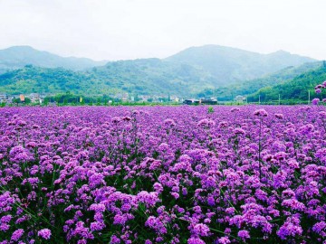 柳叶马鞭草