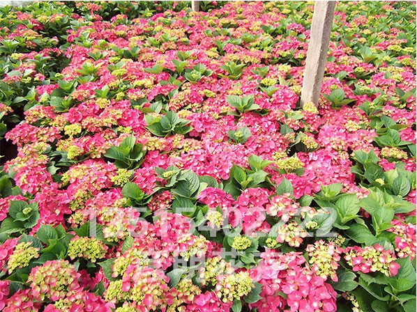 绣球（八仙花）