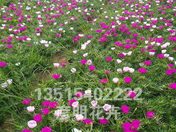 马齿苋(半枝莲)