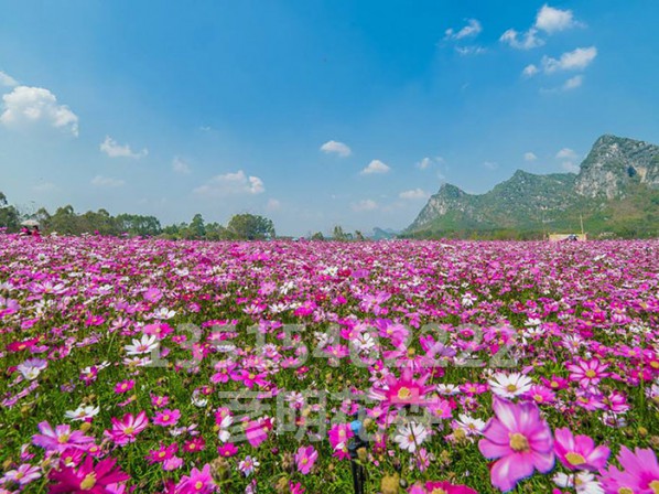 格桑花