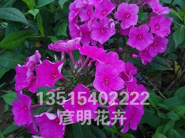 大花福禄考(红)