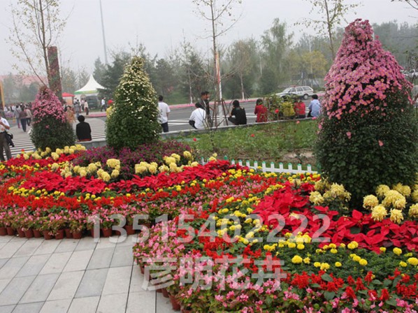 花卉租摆