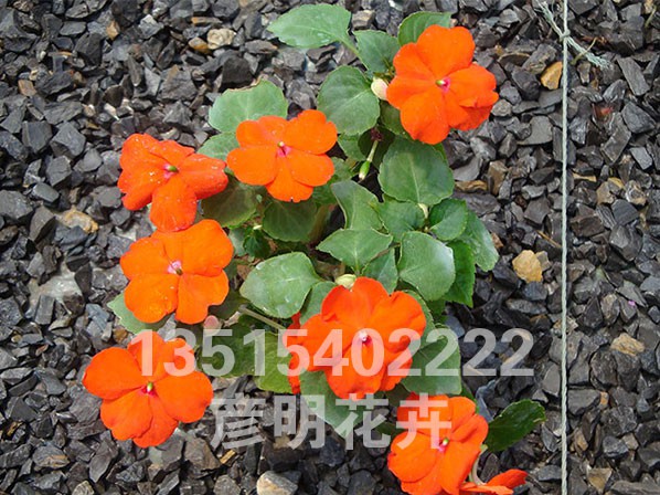 非洲凤仙  橙黄